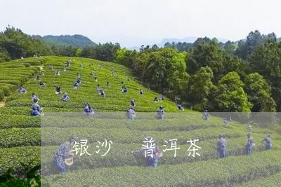 银沙 普洱茶/2023042827091